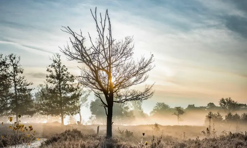 Winterwandeling op de Kampina