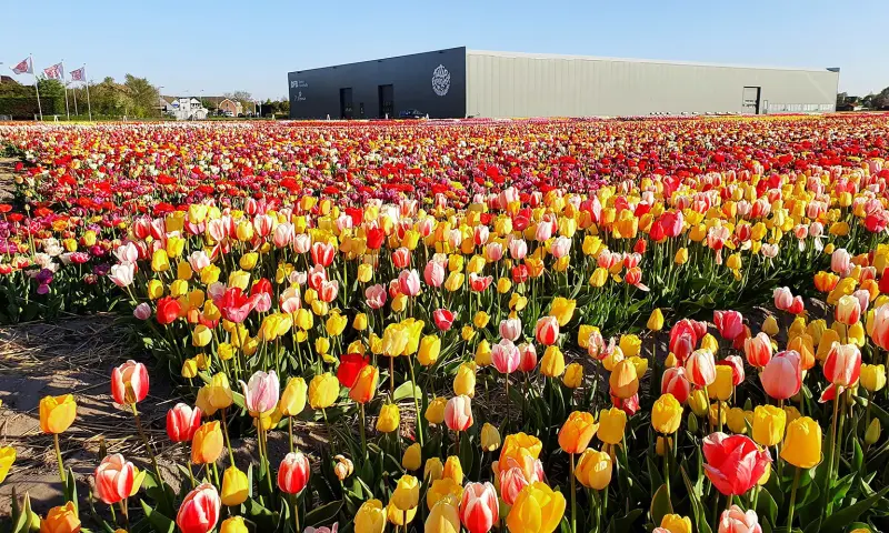 Tulpenveld in bloei