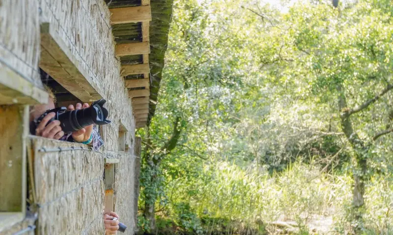 Vaartocht aalscholverkolonie