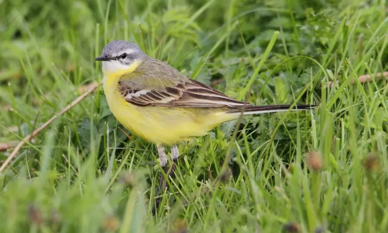Vroege Vogel excursie in Het Zwanenwater - Callantsoog
