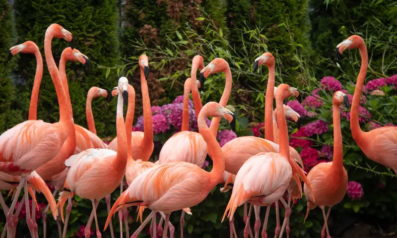 Flamingo's