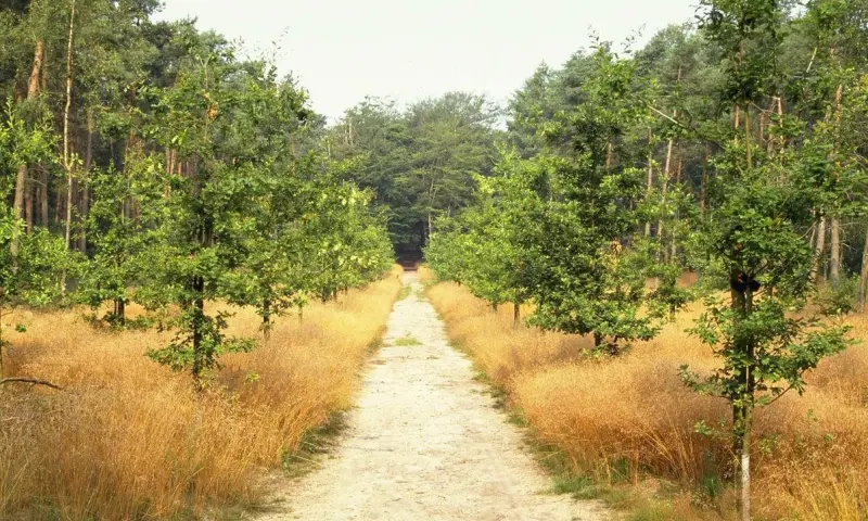 De Kaapse Bossen: een avontuur voor al je zintuigen
