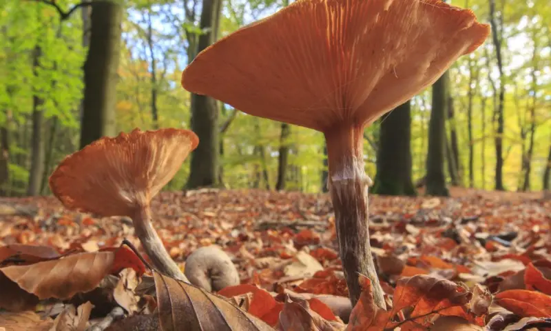 Ontdek de herfst op Gooilust in 's-Graveland