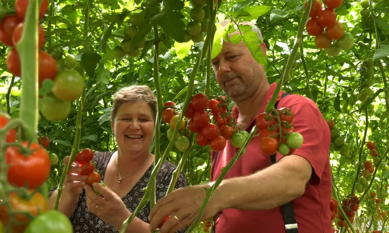 Natuurlijk Tomaat