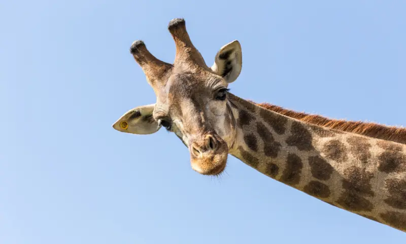 Giraffe in de dierentuin