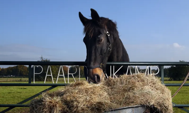 Paard aan het eten van hooi