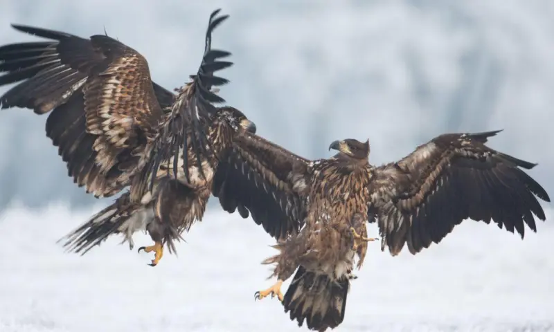 Op zoek naar roofvogels op Tiengemeten