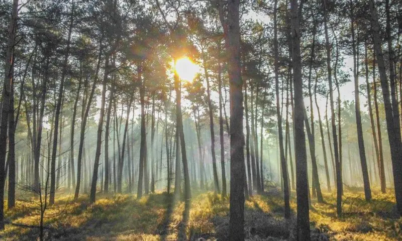 Wandelen met de boswachter op de Veluwe - Reeënberg Loenen