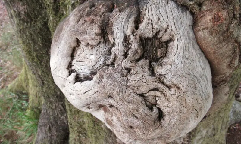 Bomen als bondgenoten