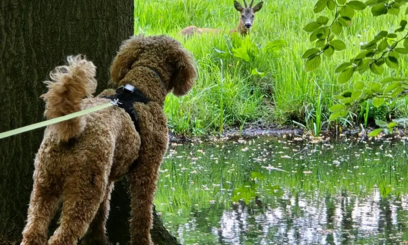 Speciale excursie – Honden en natuur, spannende combi of 'n geweldig uitje?