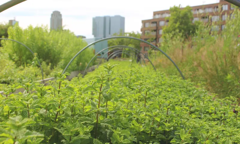 Kruidentuin op het dak