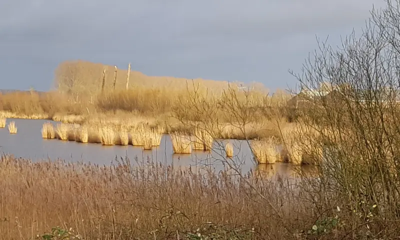 Zwaakse Weel voorjaar