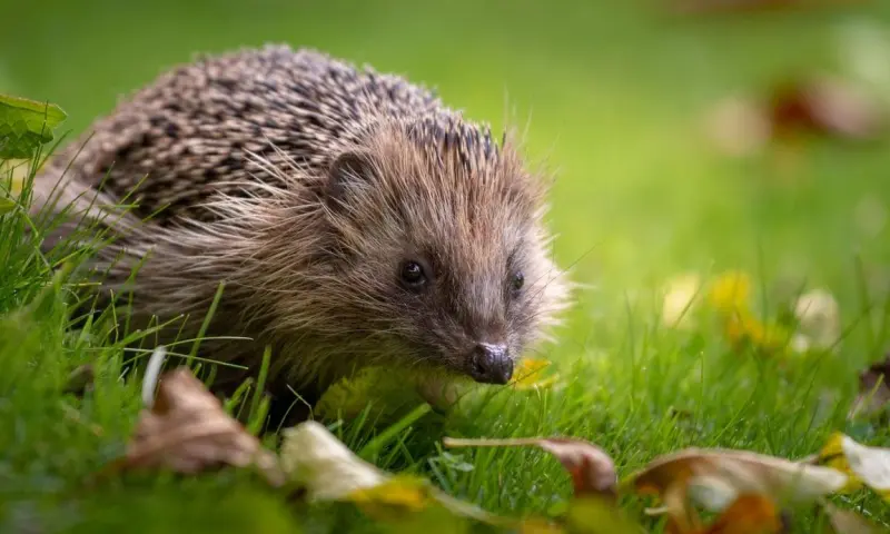 OERRR Struinen en boetseren met de boswachter in ’s-Graveland