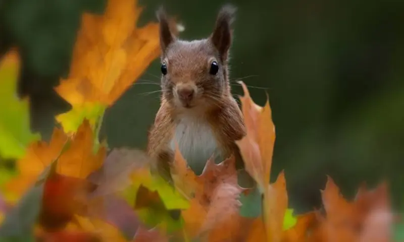 Op pad met de boswachter