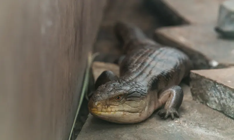 Blauwtong skink