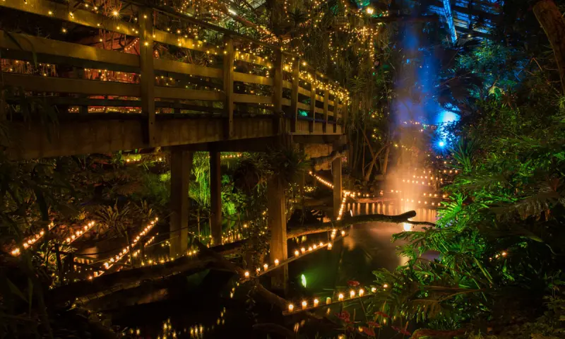 Livemuziek tijdens WinterDroom