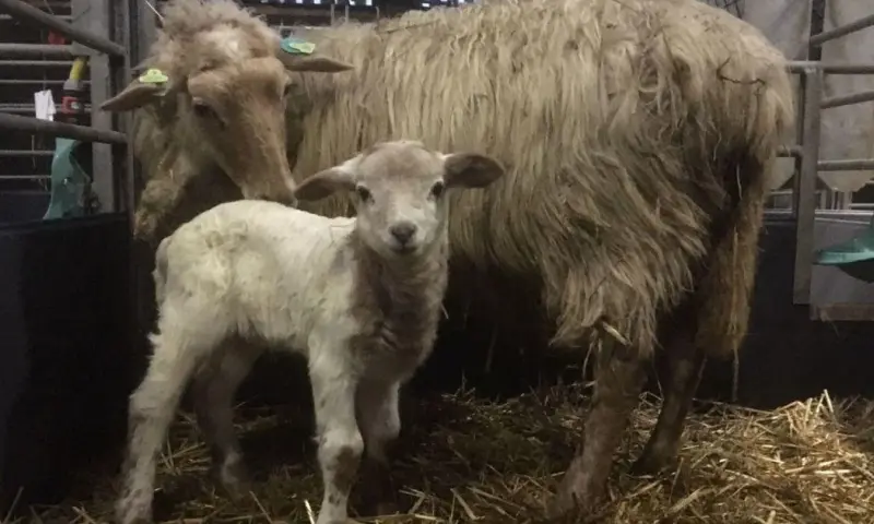 Lammetjesdagen op Hoeve Lichtenberg