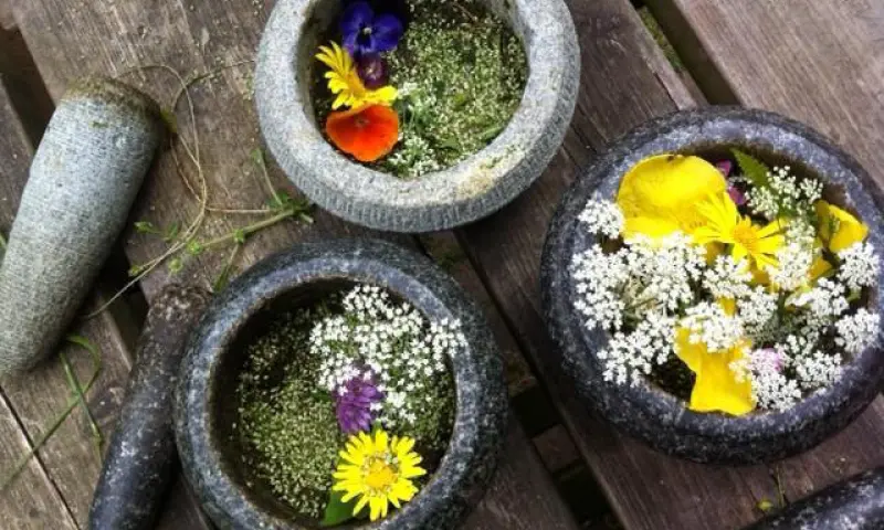 Plantjes MCE