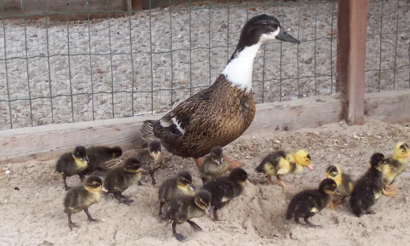 Eend met kuikens