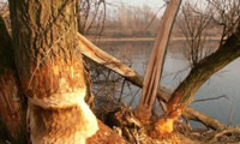 Boom met paddenstoel