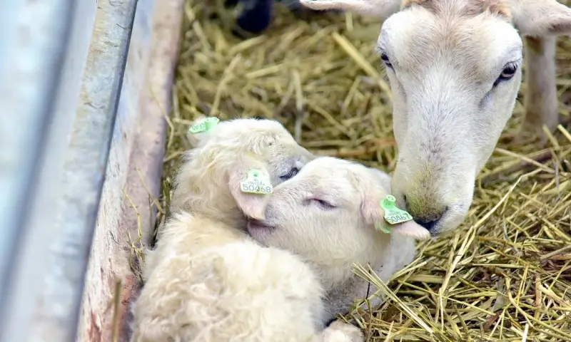 Op pad met de stadsherder van Rotterdam tijdens lammetjestijd
