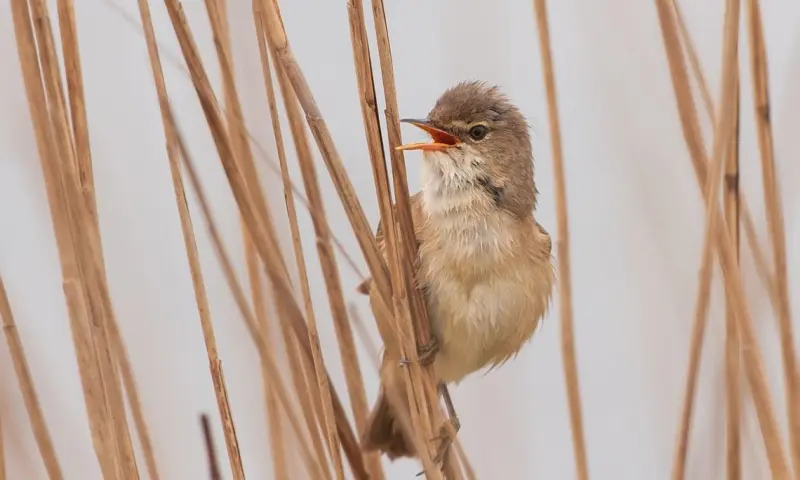 Vroege vogel vaartocht Ankeveense Plassen