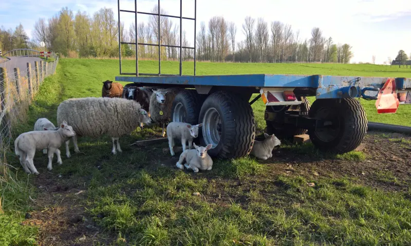 Schapen in de wei