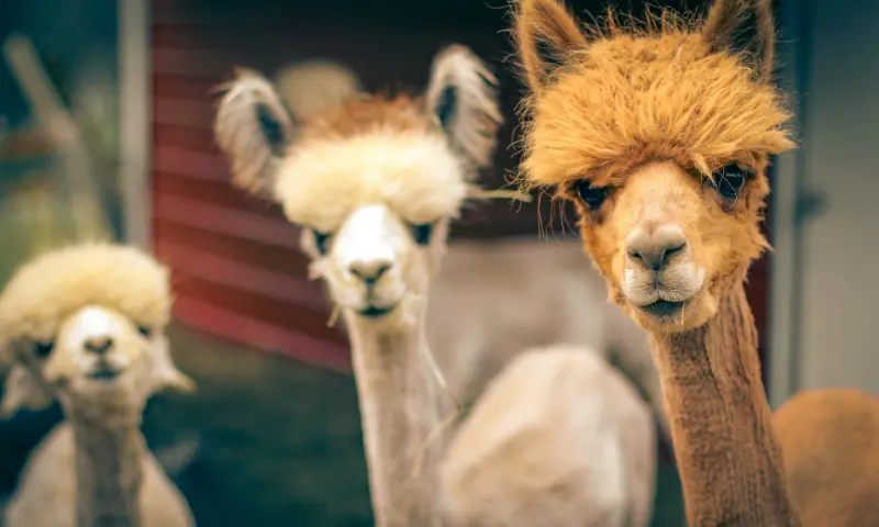 voetgolf en alpaca's