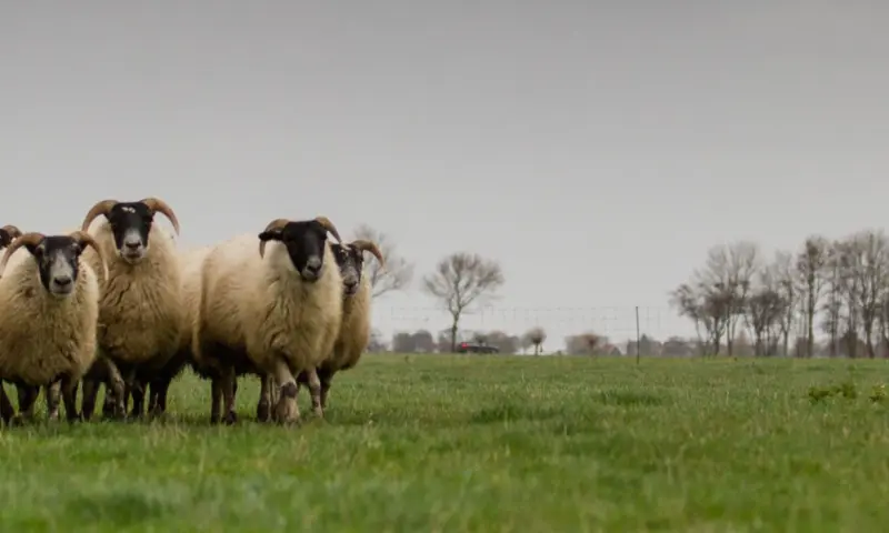 Groep met schapen