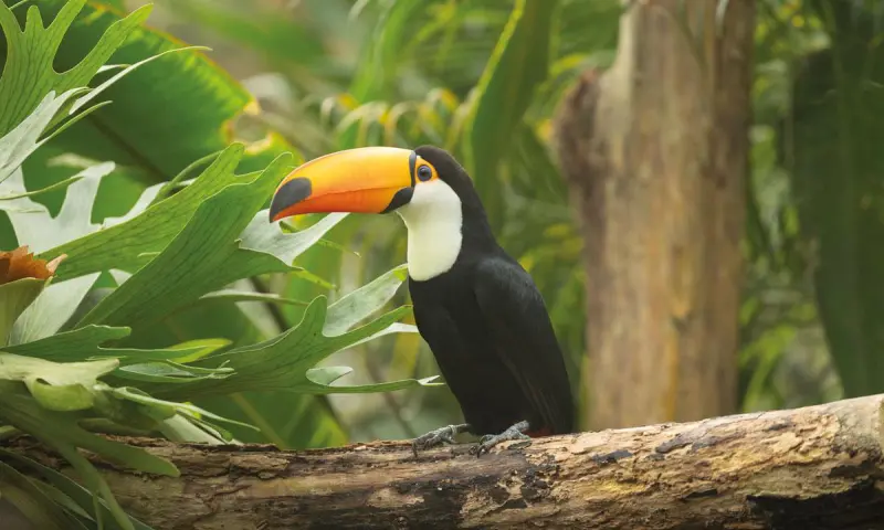 Ontdek de mooiste highlights uit de tropen