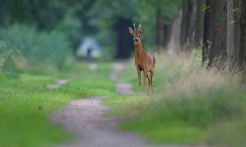 Reeën in de avondschemer op De Slotplaats