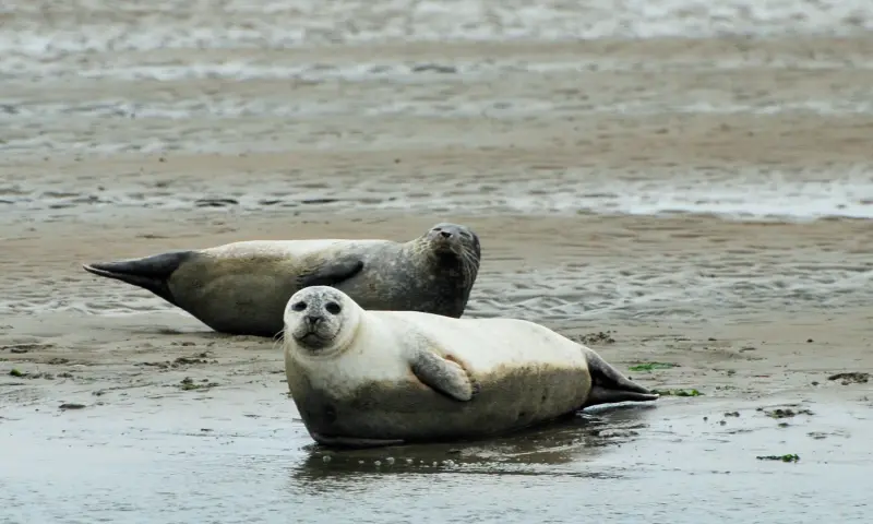 Liggen op het strand