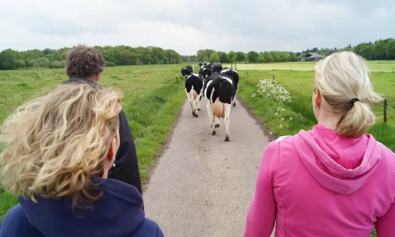 Koeien uitlaten