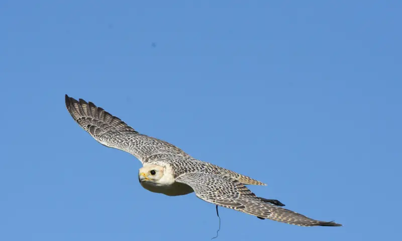 Belevenis met roofvogels
