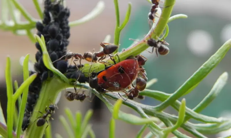 Insectenonderzoeker van OERRR