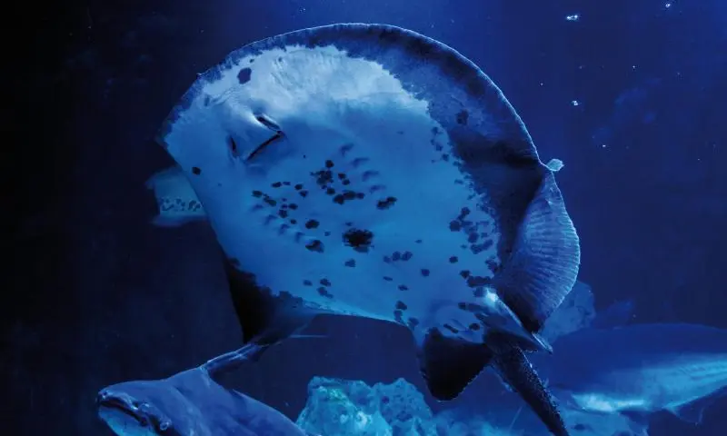 Caribische week in Pantropica