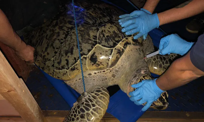 Schildpad heel grote