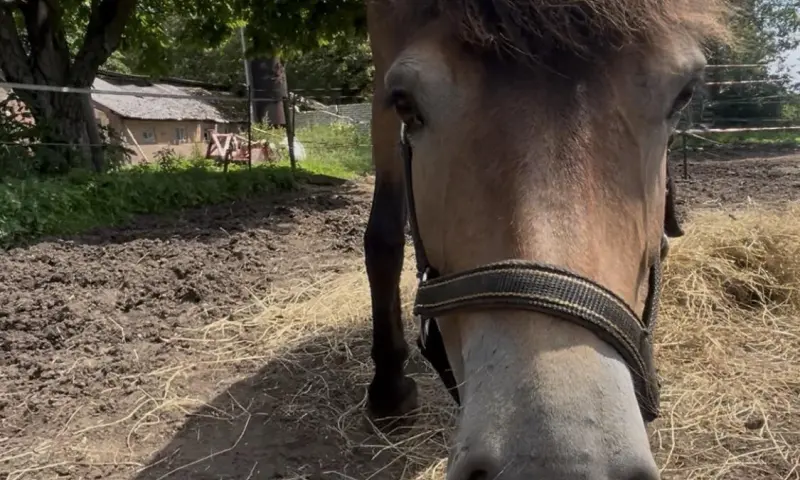 Verbinding met paarden
