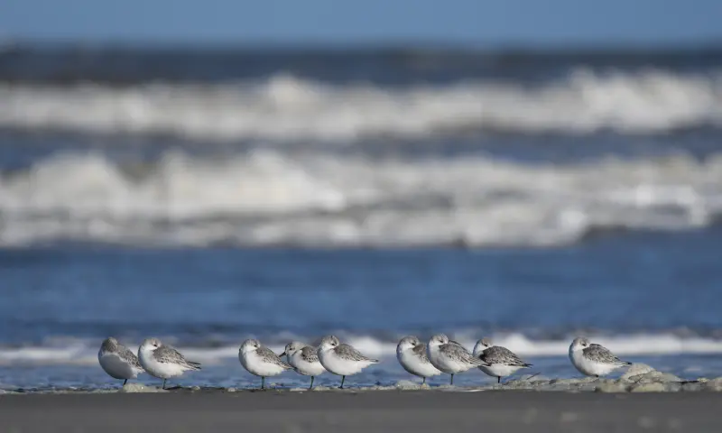 Strandlopertjes op het strand