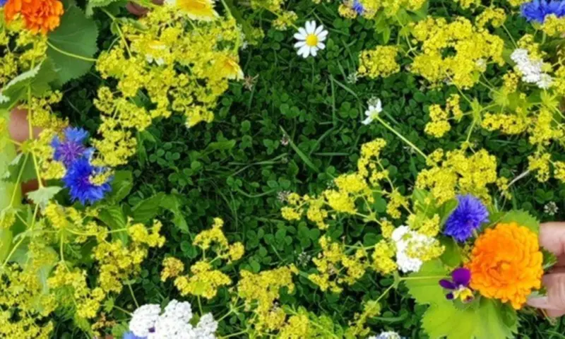 Theekruiden uit de kruidentuin van Beeckestijn