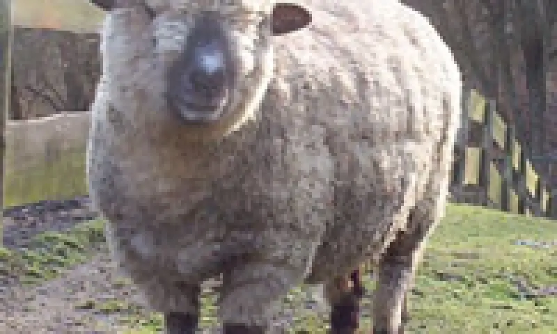 Schaap