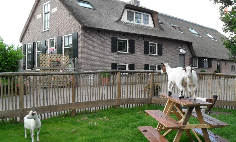 Geiten op tafel