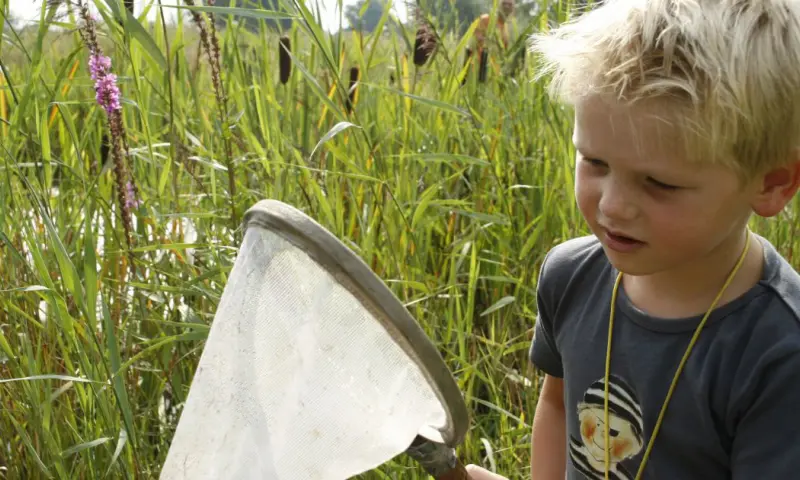 Kleine beestjes vangen op Schiermonnikoog