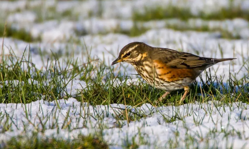Najaars vogeltrek in natuurgebied Waalenburg - De Marel, Texel