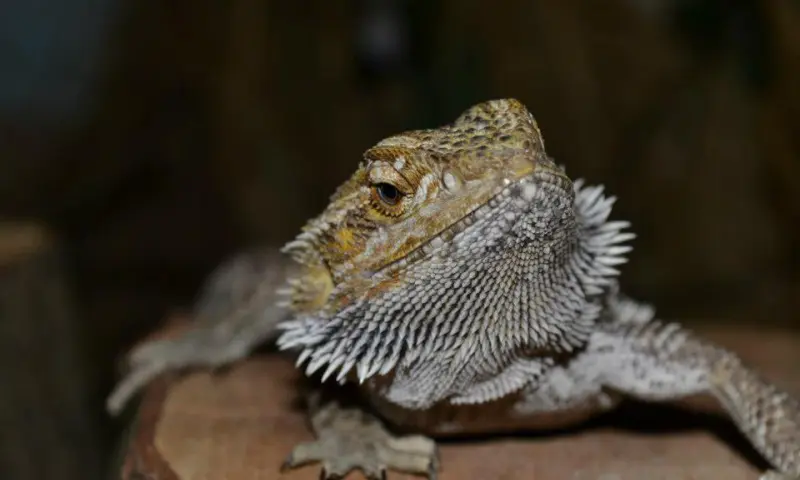 Komodo Varaan Zoo bizar