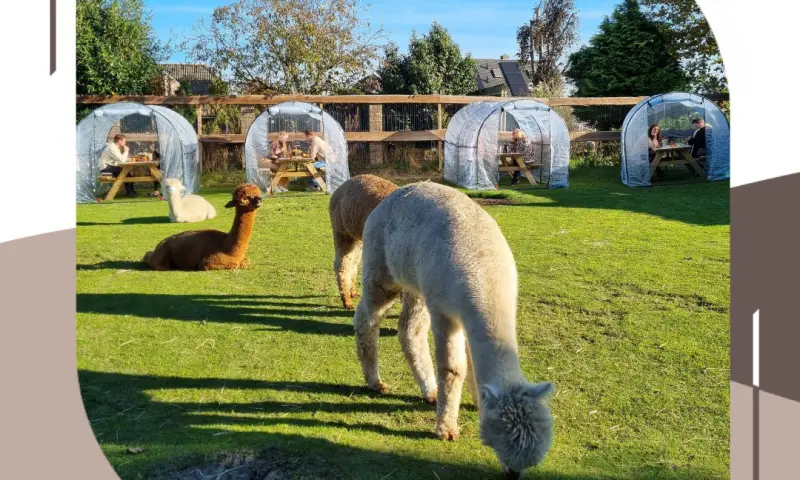 Alpaca high tea!