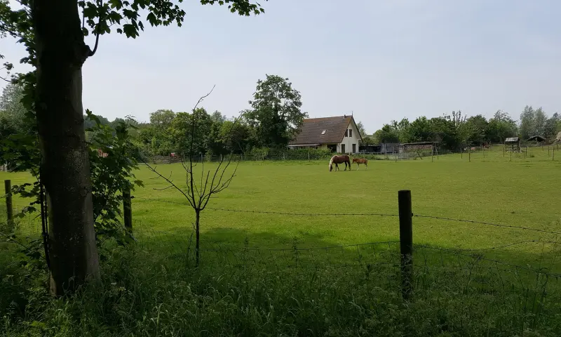 paarden in de wei