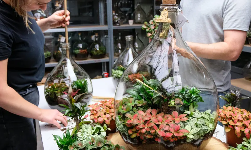 Workshop planten terrarium