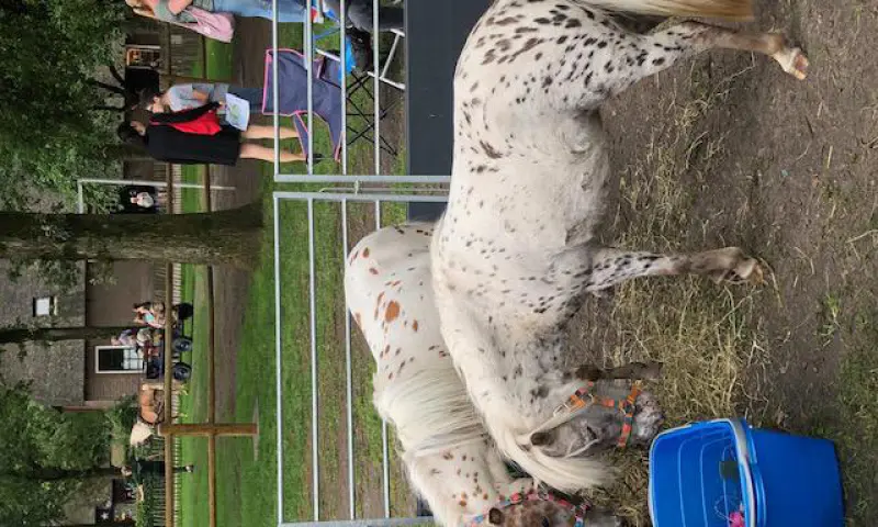 mini paardjes om te knuffelen