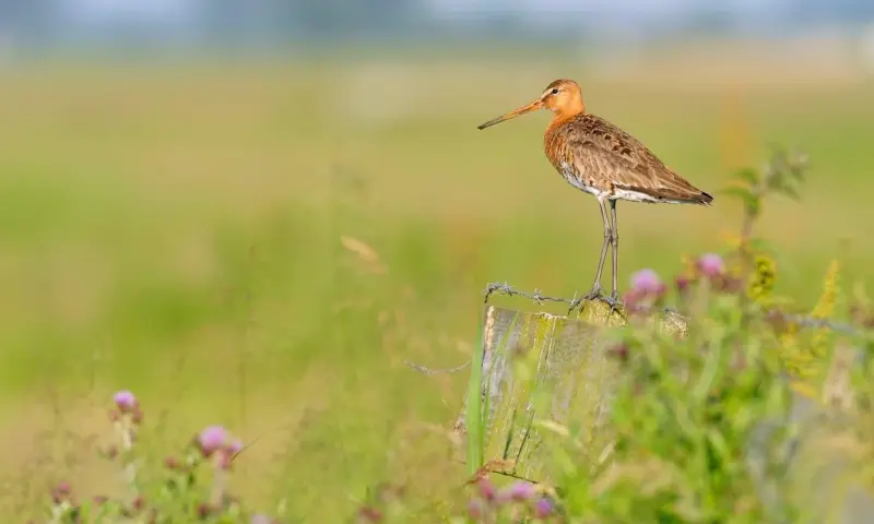 Orchideeën en vogels in Waalenburg - Texel